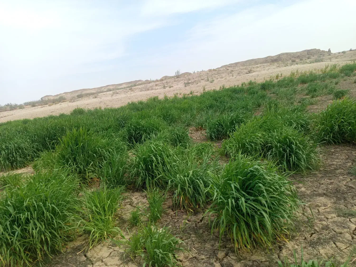 علف|گل و گیاه طبیعی|زهک, |دیوار