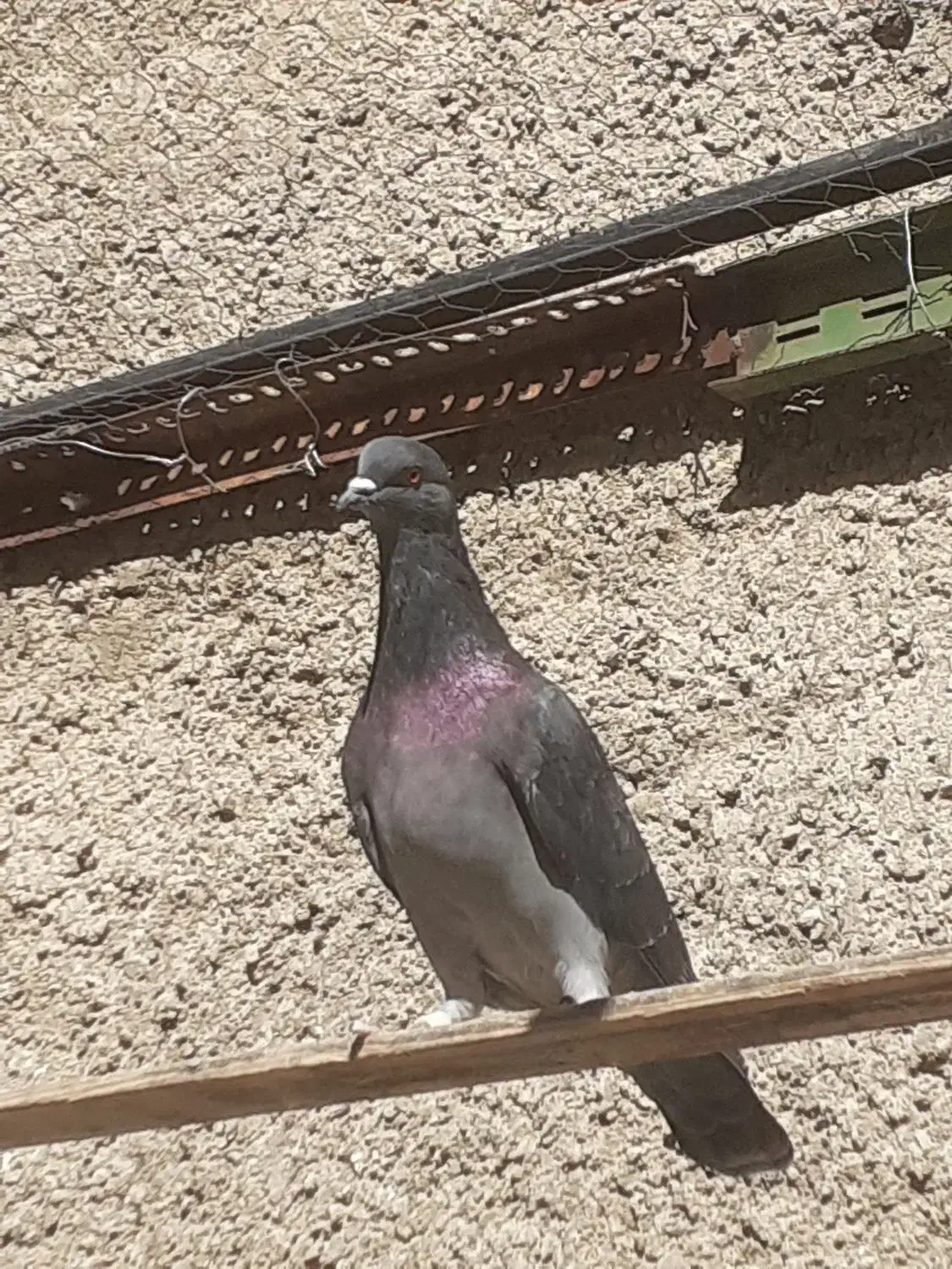 کبوترشهریار|پرنده|شهریار, شهریار|دیوار