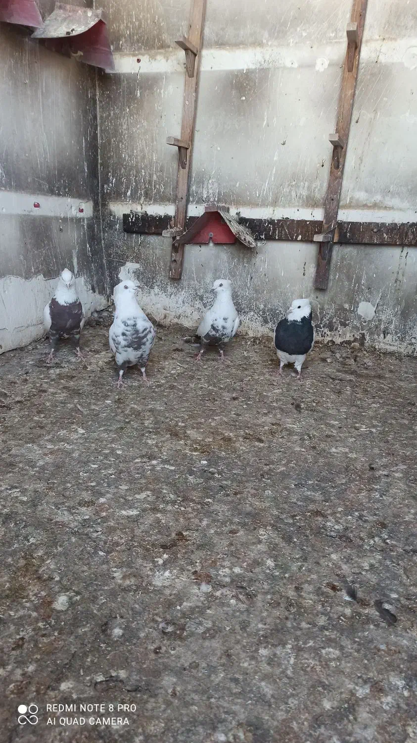 کبوتر دمبی طوقی وسیاه چش چنگ سفیدپالخت|پرنده|کازرون, |دیوار