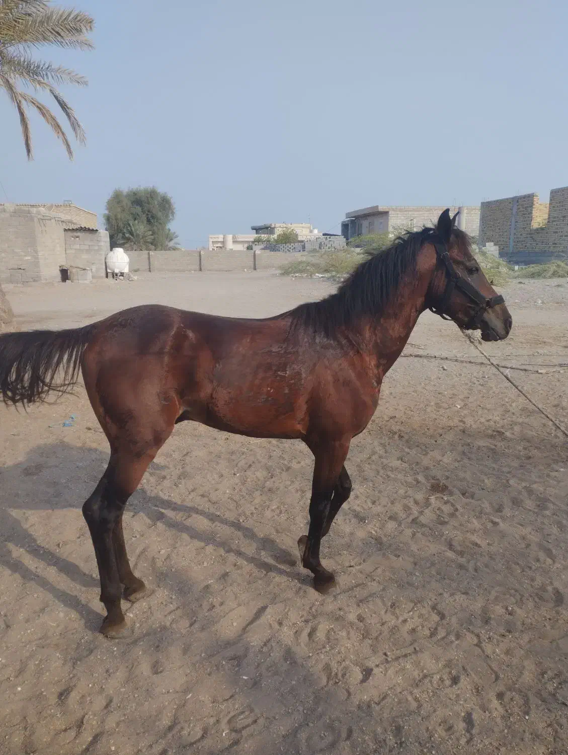 کره نریان کورسی|اسب و تجهیزات اسب‌سواری|میناب, |دیوار