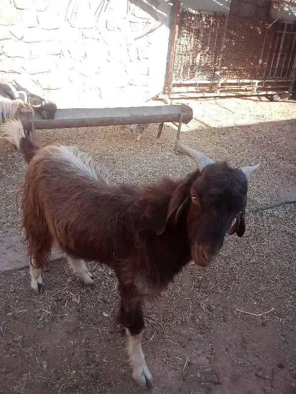 تیشتر دورگه|حیوانات مزرعه|مسجد سلیمان, |دیوار