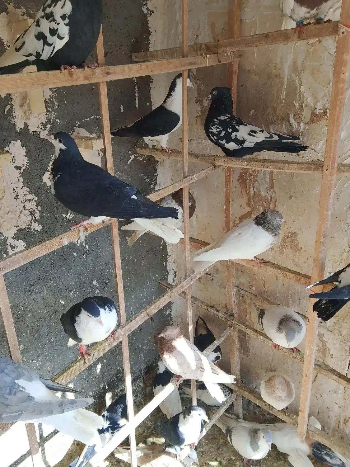 کفتر رنگی|پرنده|مشهد, کشف|دیوار