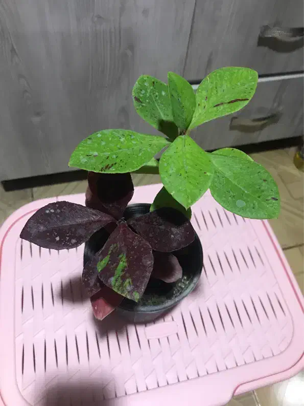 گل فردوس|گل و گیاه طبیعی|فولادشهر, A3|دیوار