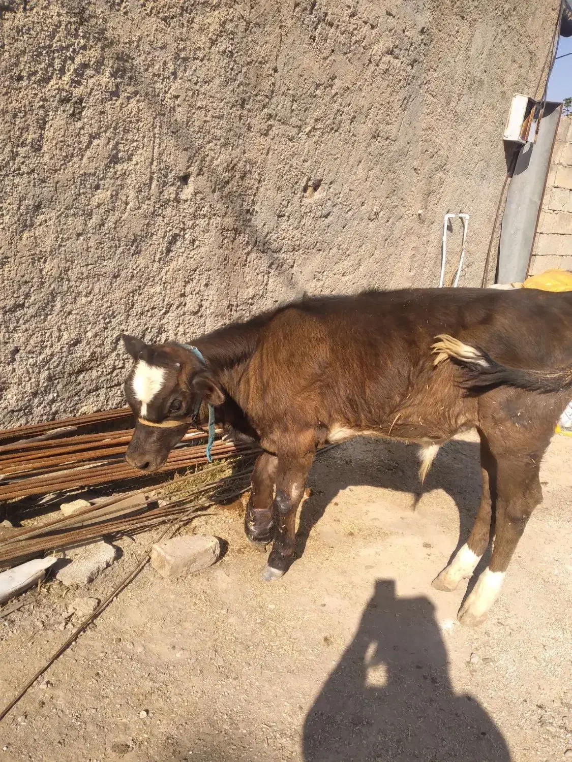 حیوانات|حیوانات مزرعه|دره شهر, |دیوار