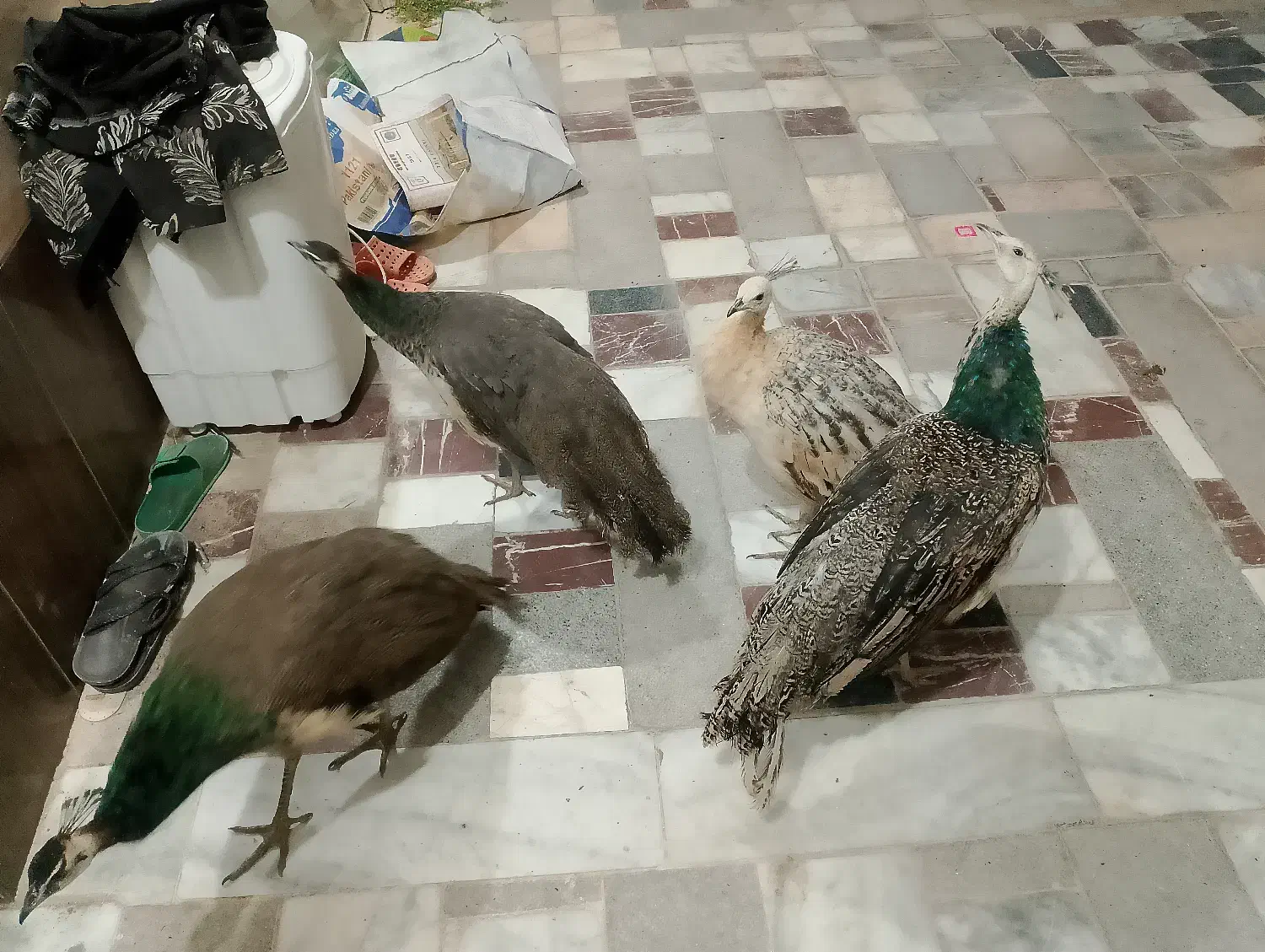 فروش‌4تا‌جوجه‌طاوس|پرنده|کاشمر, |دیوار