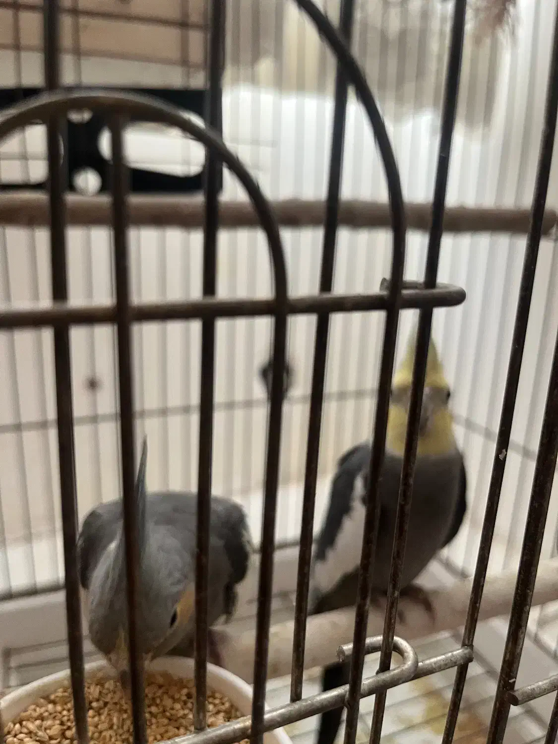 جفت عروس‌هلندی با سه جوجه|پرنده|چهارباغ, |دیوار