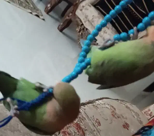 طوطی برزیلی|پرنده|کرمانشاه, |دیوار