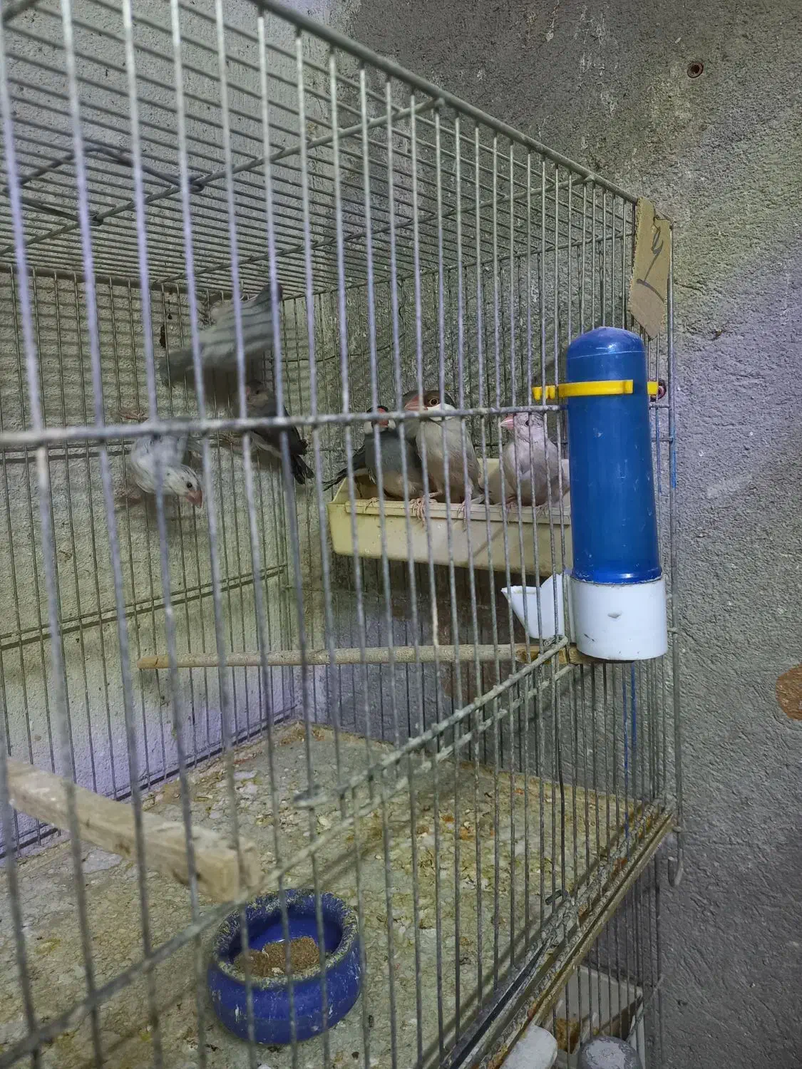 ۱۷ عدد فنچ نرگسی|پرنده|تهران, شیخ هادی|دیوار