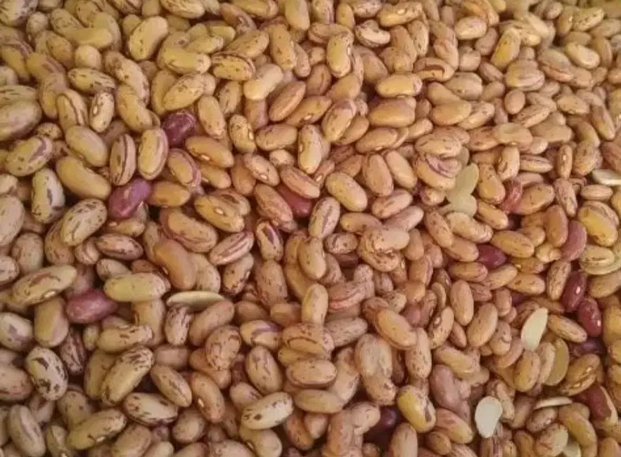 حبوبات درجه یک|خوردنی و آشامیدنی|شیراز, طلاب|دیوار