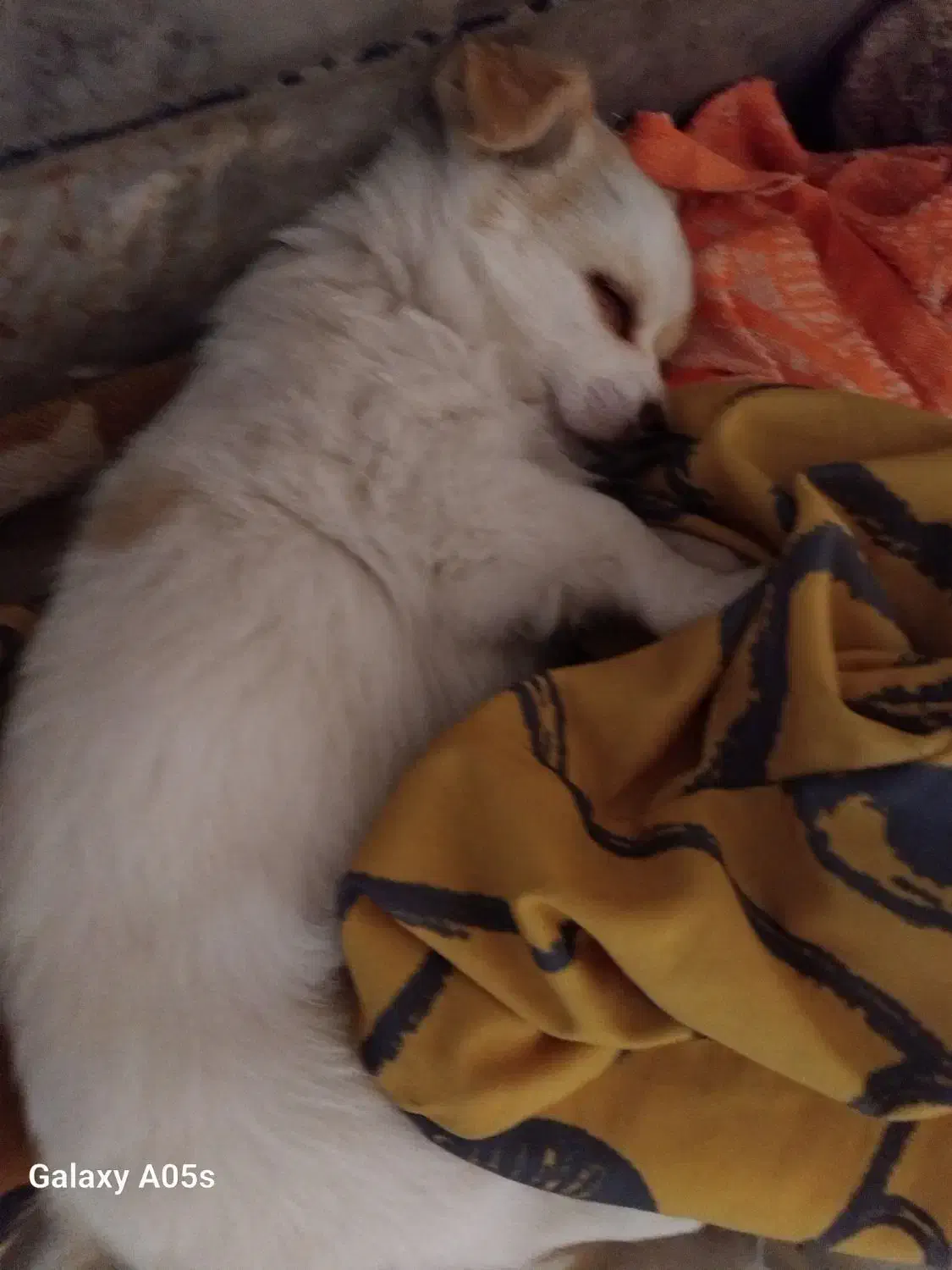 سگ 3ماهه|سگ|گرگان, |دیوار