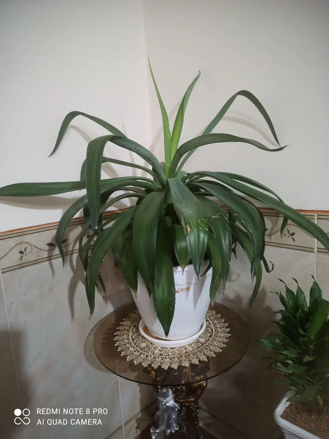 گل طبیعی|گل و گیاه طبیعی|کرمانشاه, |دیوار