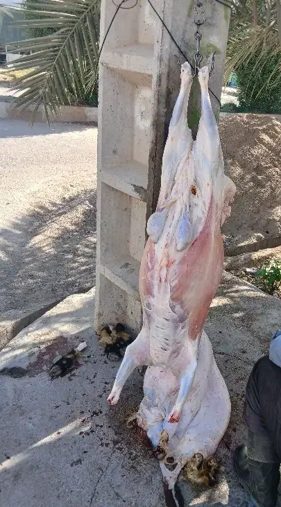 قصابی سیار|خدمات پیشه و مهارت|باوی, |دیوار