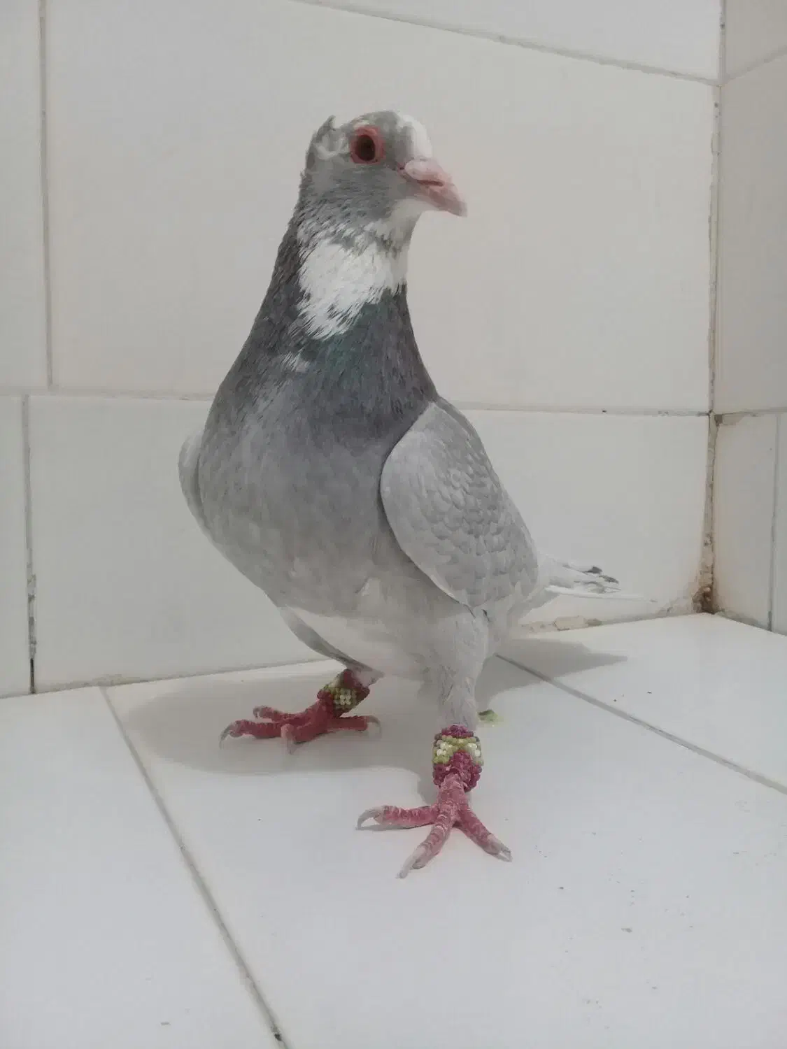 ۲ تا نر نقره ای پلنگ پدر و پسر|پرنده|کرمان, |دیوار