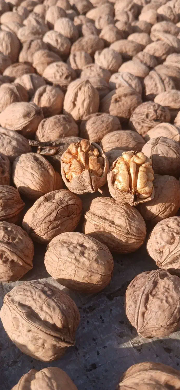 فروش گردو درجه یک|خوردنی و آشامیدنی|دوزین, |دیوار