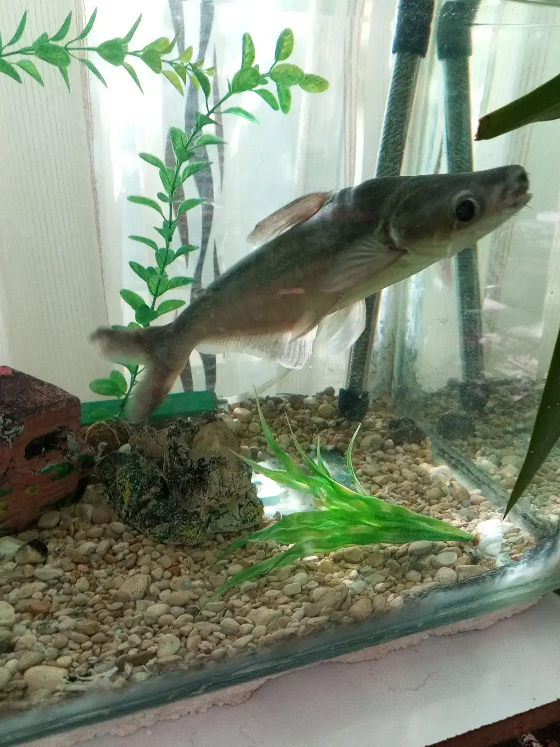 ماهی|ماهی|فلاورجان, |دیوار