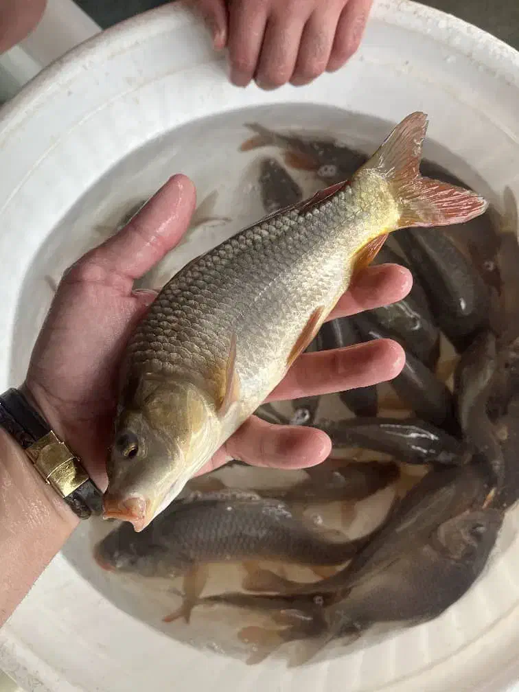 آمورو کپور|ماهی|مشگین شهر, |دیوار