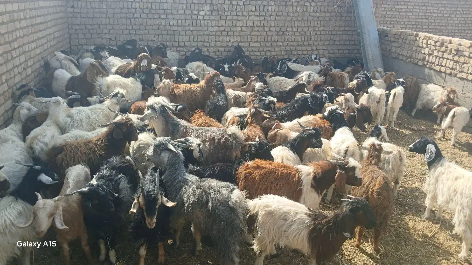 تعداد 100 عدد بزغاله فروشی|حیوانات مزرعه|ششطراز, |دیوار