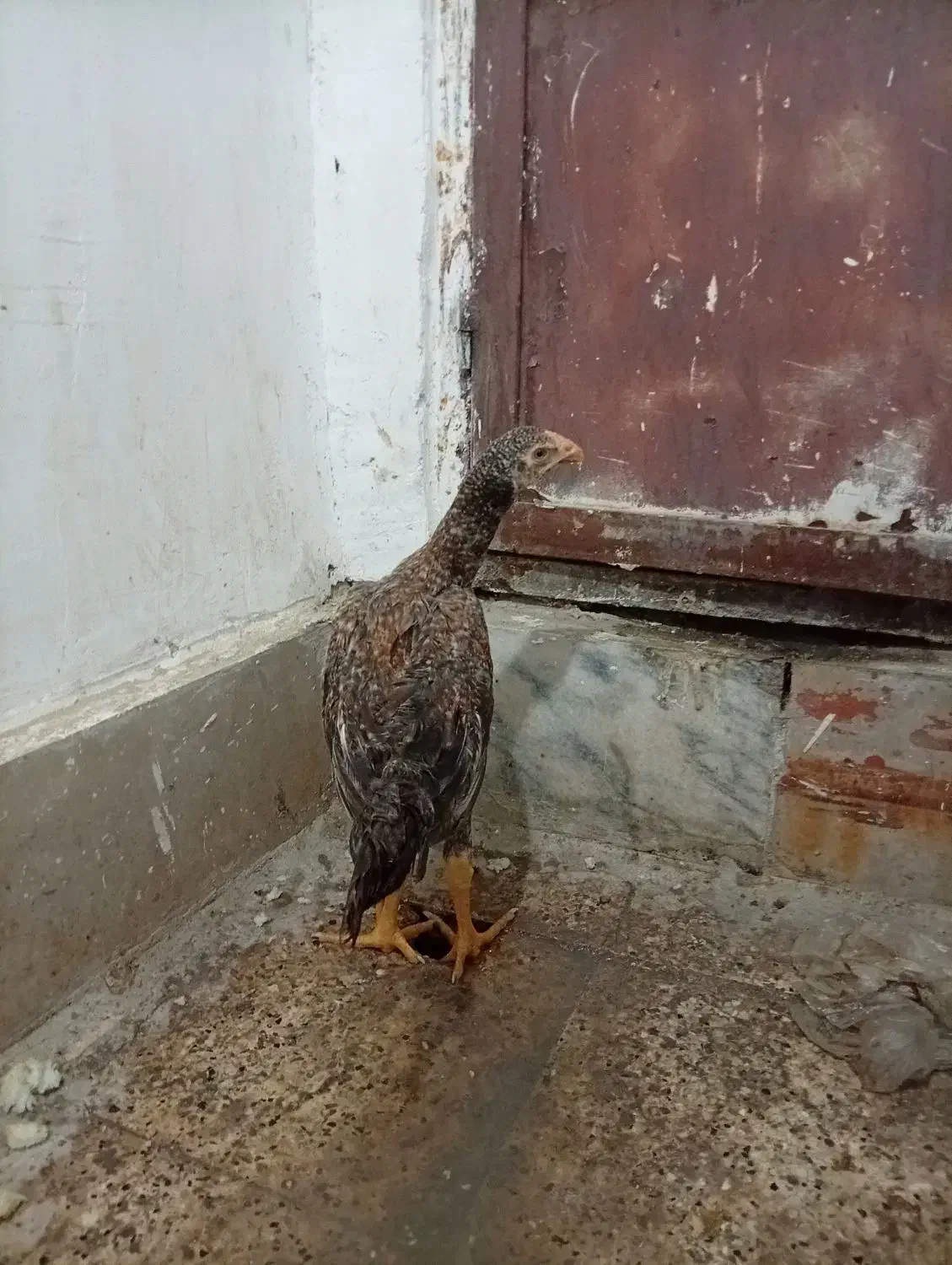 خروس لاری|پرنده|مشهد, شهید معقول|دیوار