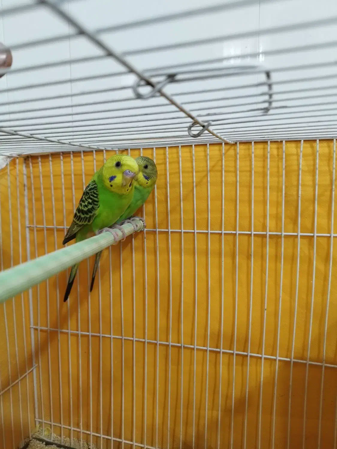 مرغ عشق سبز|پرنده|لنجان, |دیوار