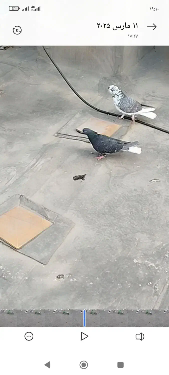 کفتر قاره دم سفید|پرنده|ری, علایین|دیوار