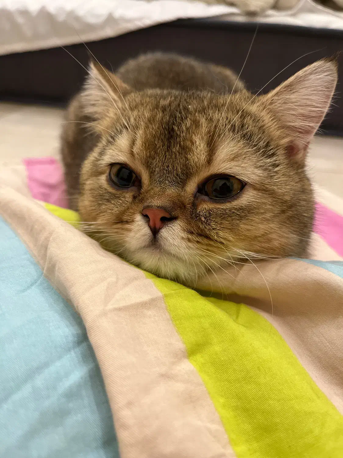 گربه بریتیش گلدن|گربه|تهران, سازمان برنامه جنوبی|دیوار