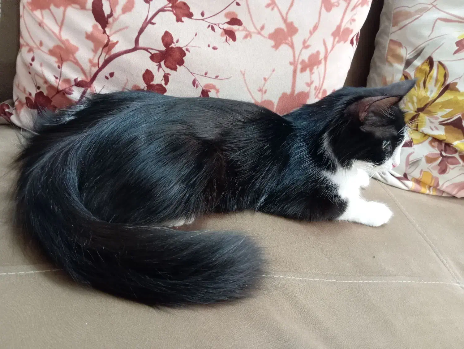 گربه ملوس نژاد تاکسیدو|گربه|حمیدیا, |دیوار