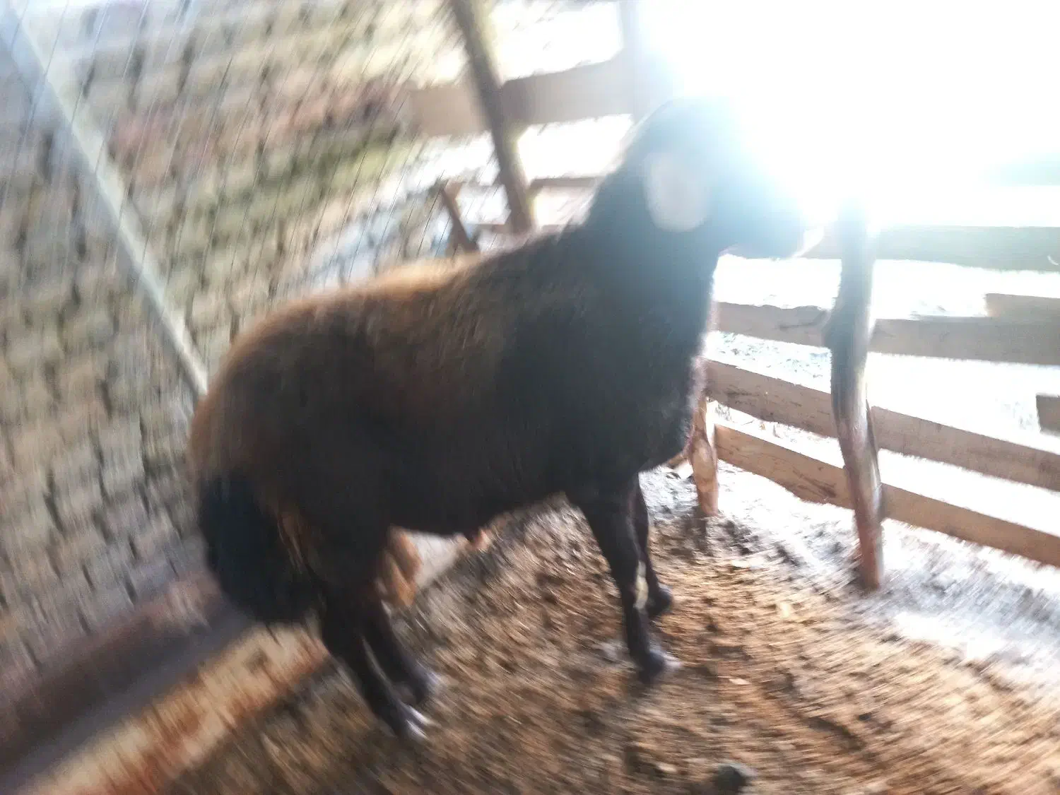 گوسفند|حیوانات مزرعه|بندر گز, |دیوار