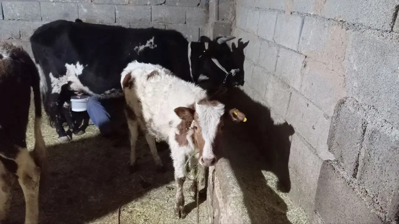 گاو گوساله|حیوانات مزرعه|ازگله, |دیوار