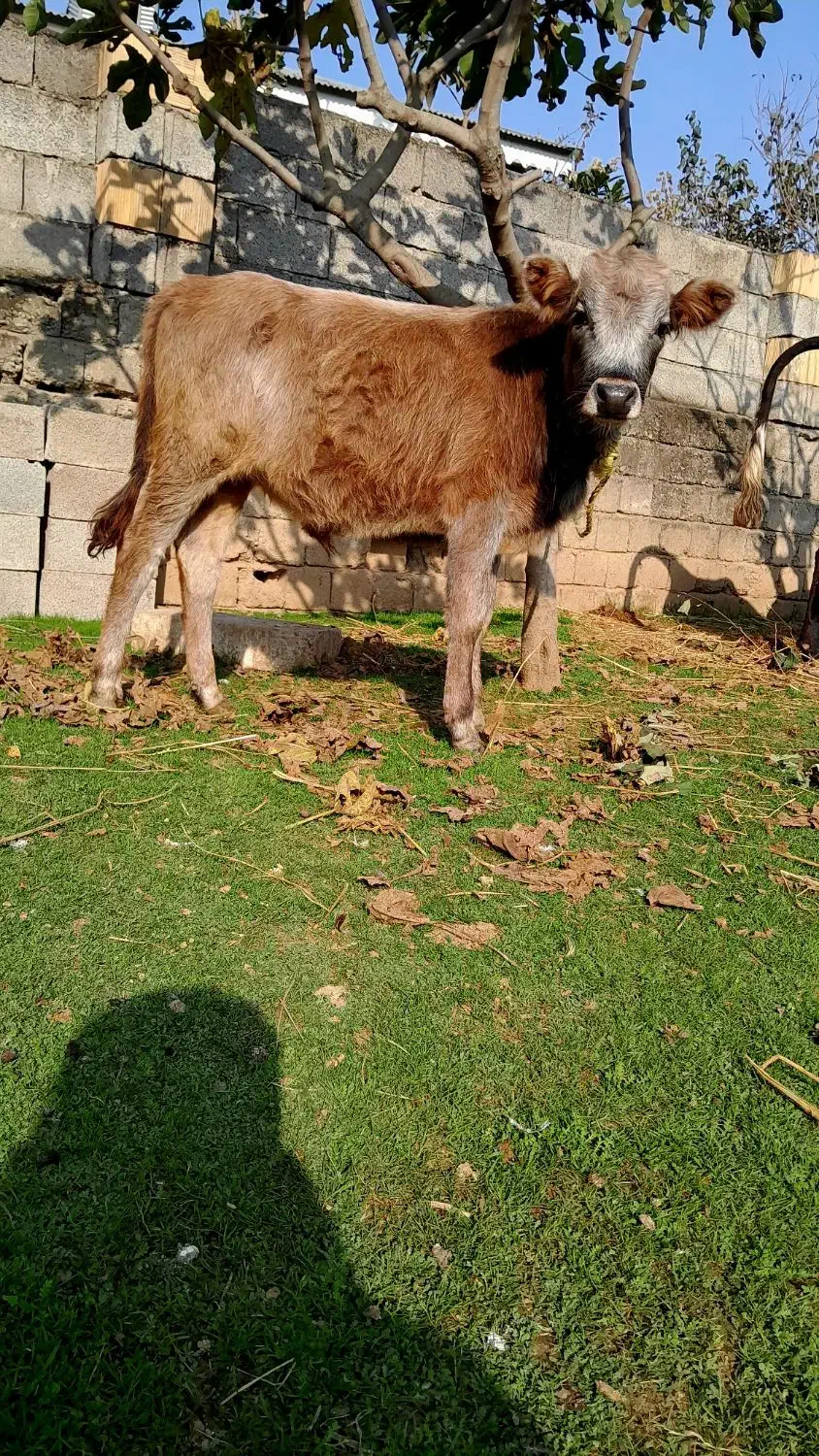 گاو یا ورزا کوله جرسی|حیوانات مزرعه|رشت, عینک|دیوار