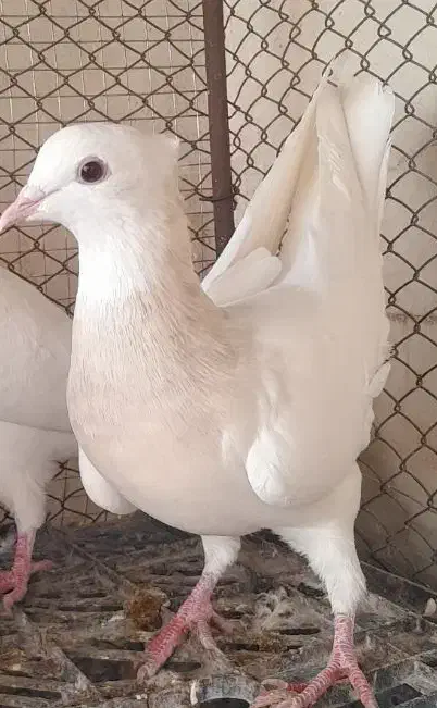 چندتا کبوتر|پرنده|گناباد, |دیوار