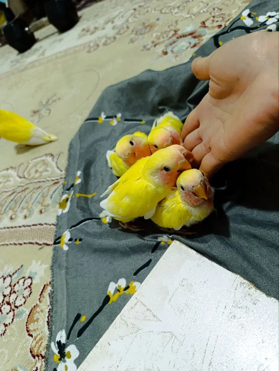 طوطی برزیلی صورت هلویی|پرنده|تنکابن, |دیوار