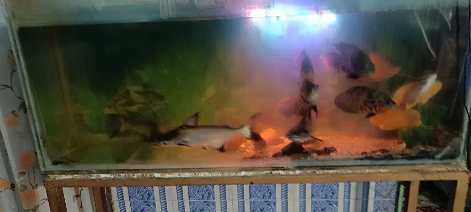 فروش آکواریوم ماهی با تمام وسایل|ماهی|چابهار, |دیوار