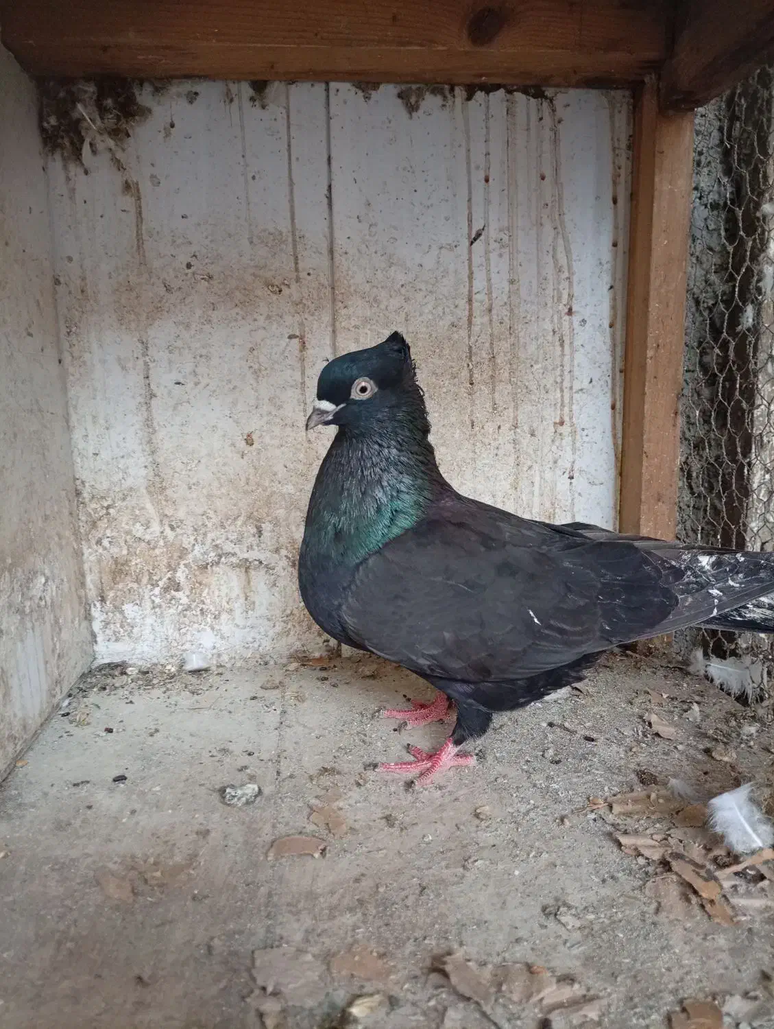 کبوتر غریب کشی|پرنده|جویبار, |دیوار