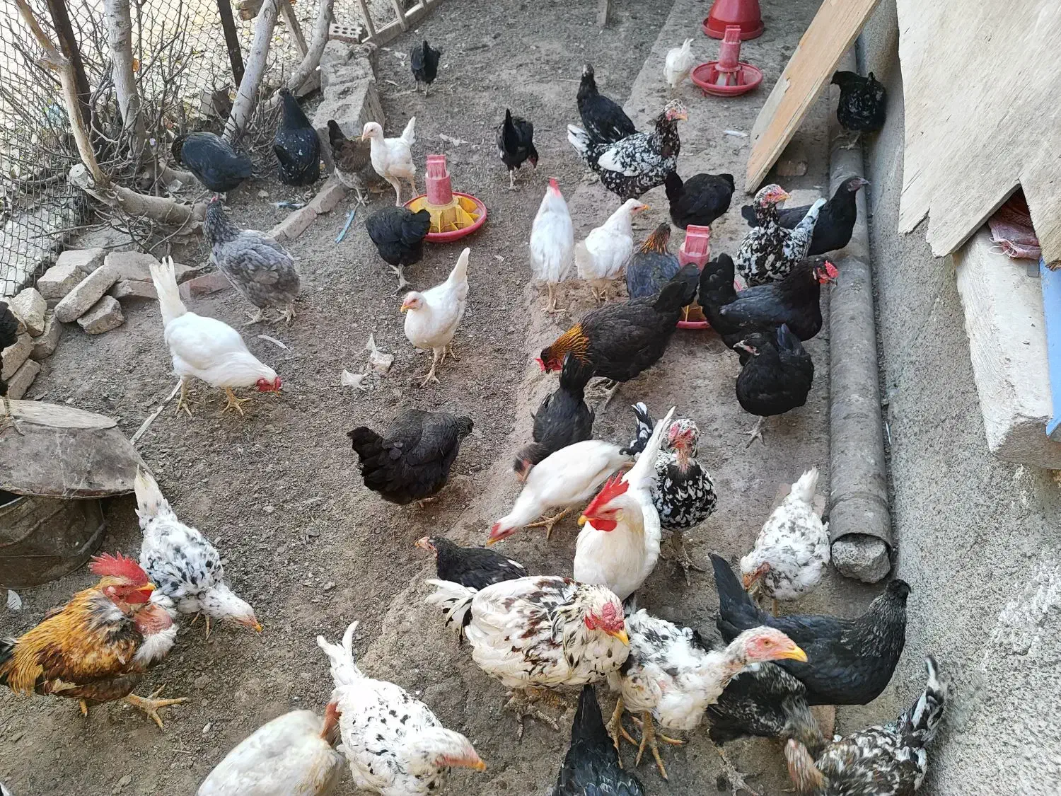 چندتا جوجه ۶ماهه رسمی ولاری به فروش میرسه|حیوانات مزرعه|اسلامشهر, مطهری|دیوار