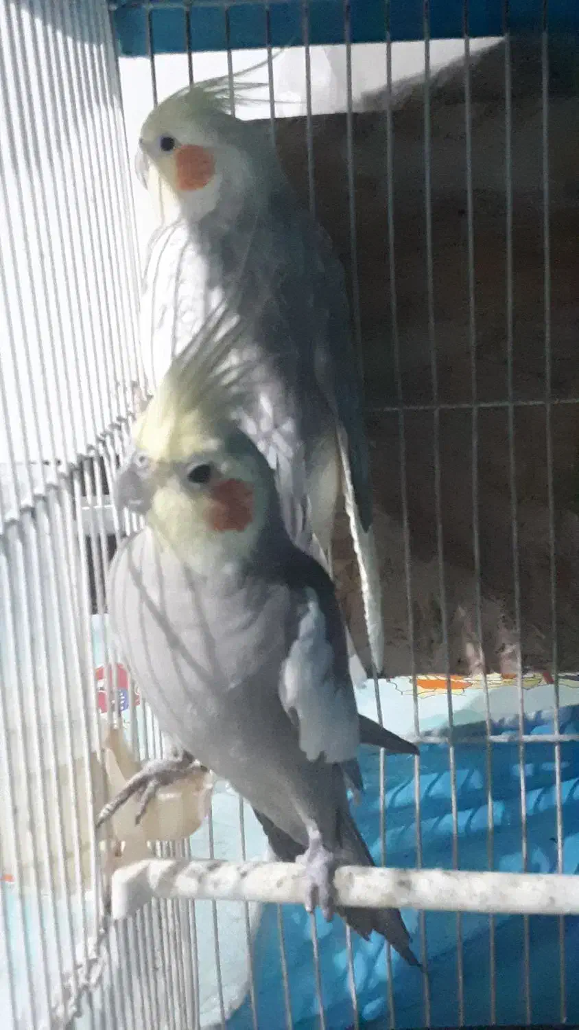 عروس هلندی سالم وشاداب|پرنده|شیروان (خراسان), |دیوار