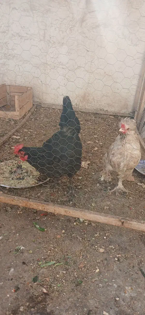 فروش دو عدد مرغ|حیوانات مزرعه|خمینیشهر, |دیوار