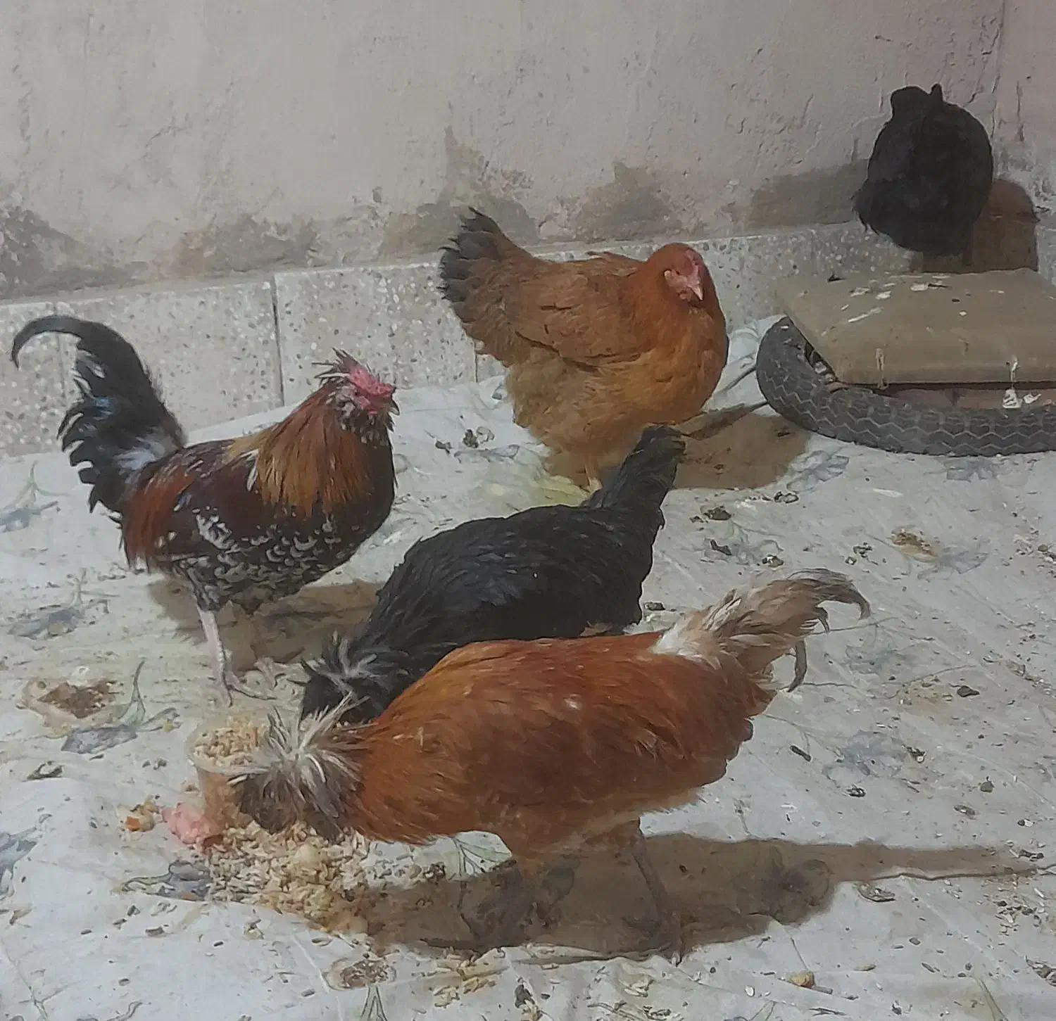 فروش مرغ وخروس|حیوانات مزرعه|بوئین و میاندشت, |دیوار