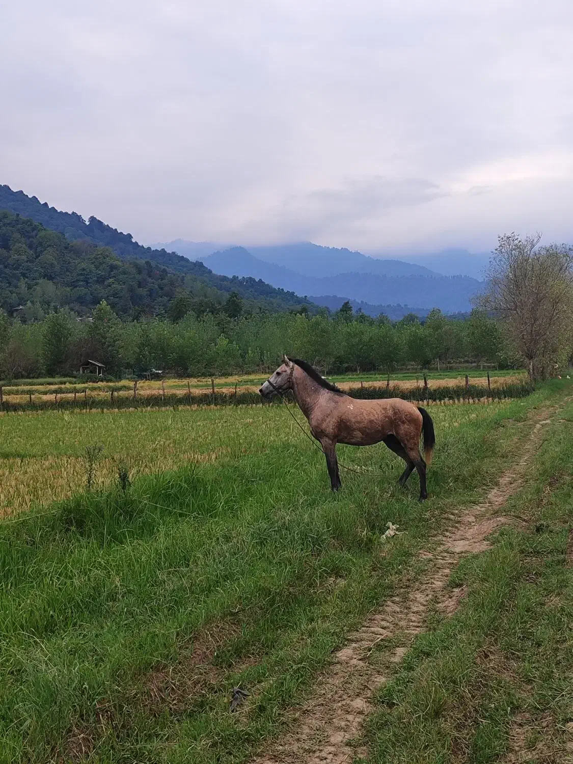 اسب|اسب و تجهیزات اسب‌سواری|گوراب زرمیخ, |دیوار