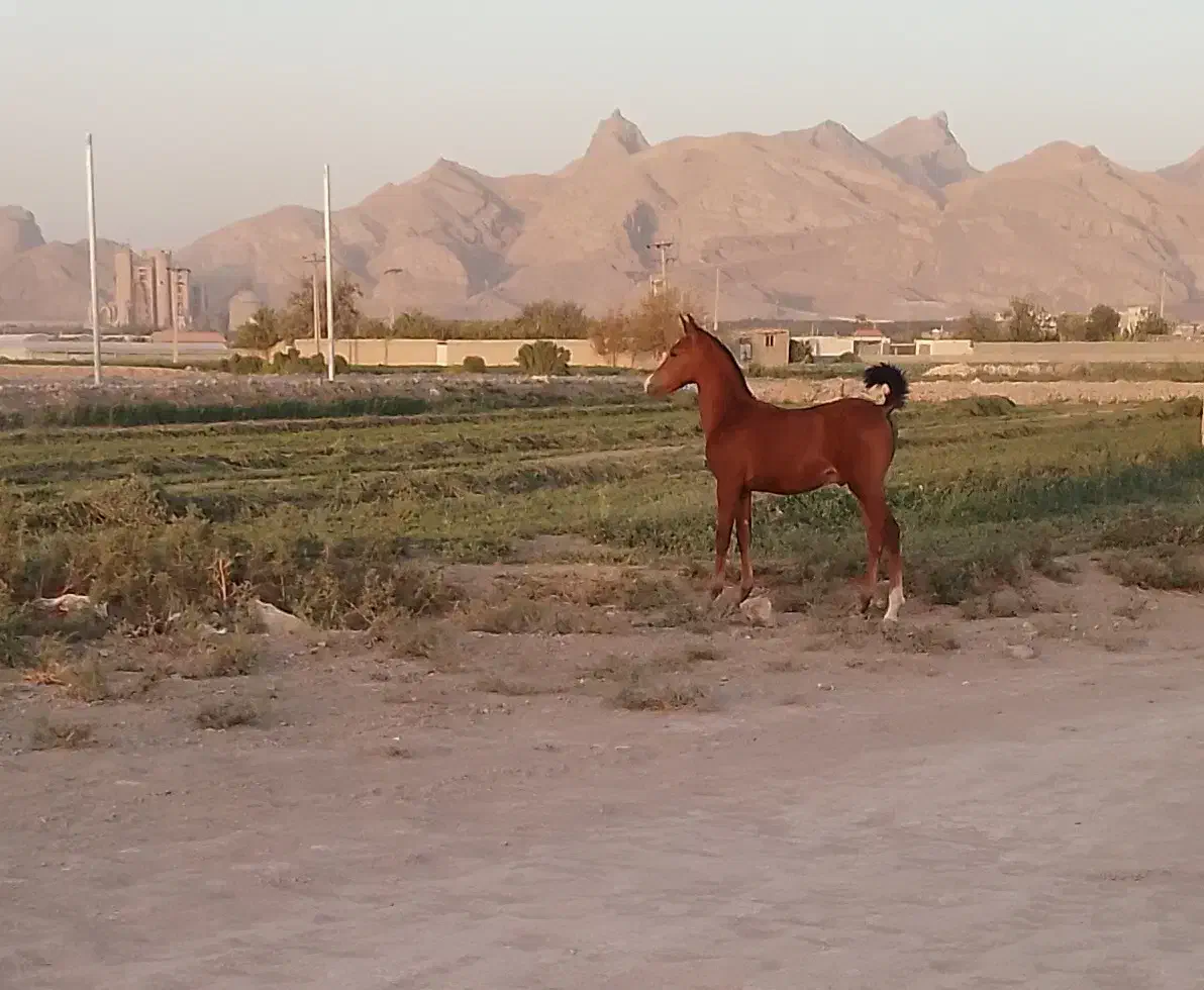 اسب|اسب و تجهیزات اسب‌سواری|ابریشم, |دیوار