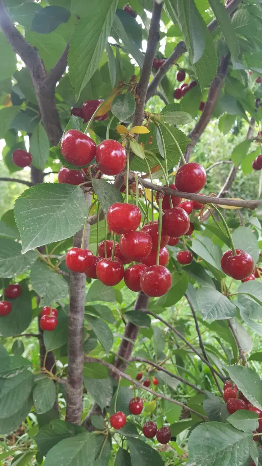 نهال گیلاس قرمز|خدمات باغبانی و درختکاری|رودشت (چهارمحال و بختیاری), |دیوار