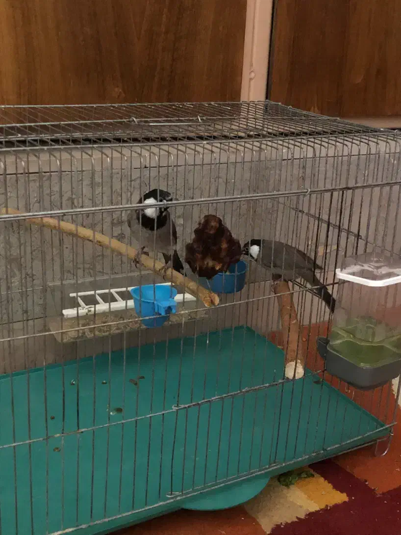 فروش دوتا پرنده|پرنده|شیراز, شهرک والفجر|دیوار