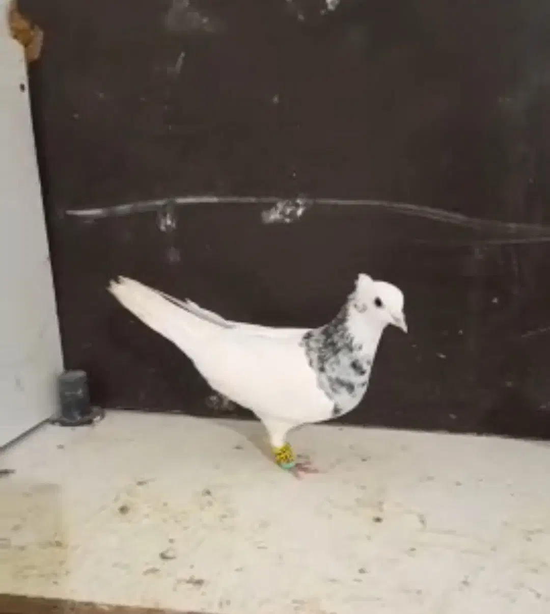 توقی|پرنده|طرقبه, |دیوار