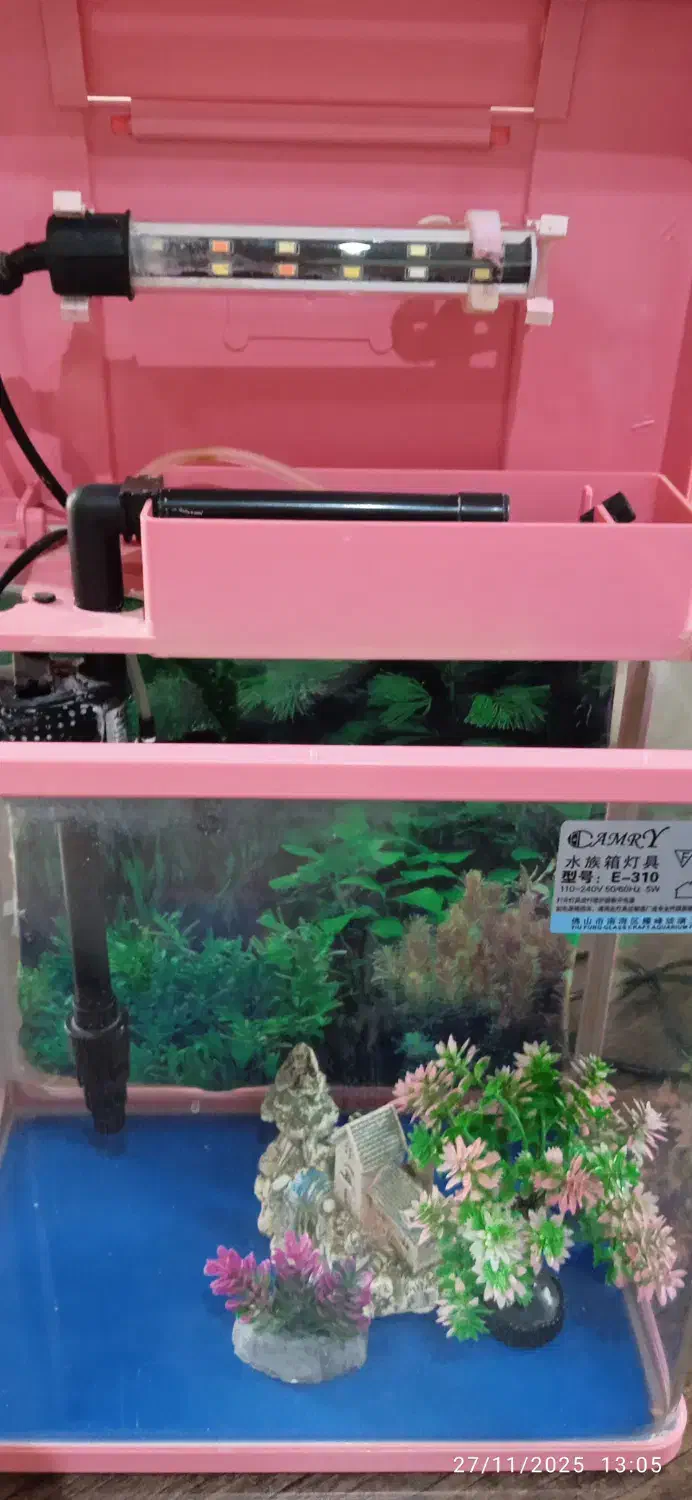 آکواریوم رومیزی کمری اصل|ماهی|تهران, قاسمآباد|دیوار