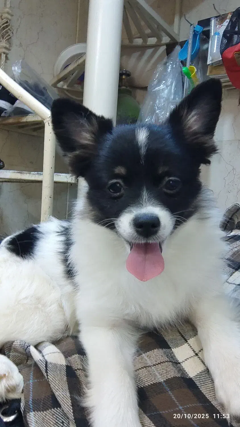 روباهی|سگ|تهران, ائمه اطهار|دیوار