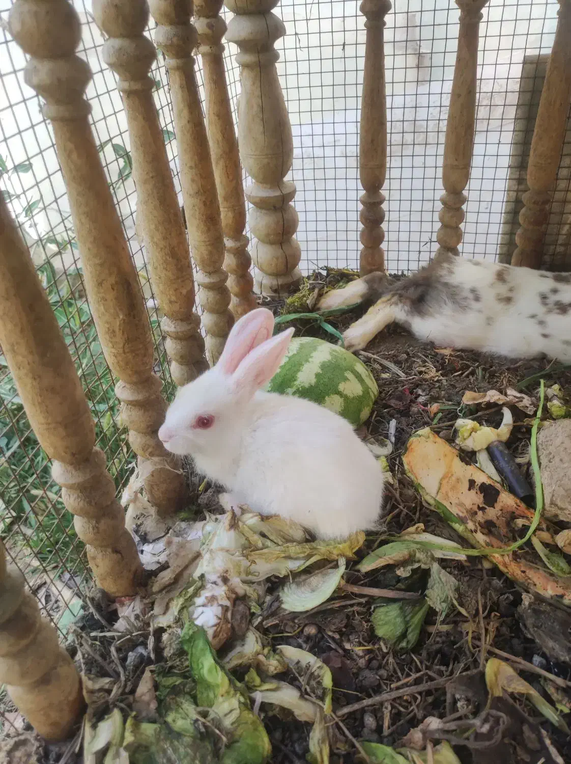 بچه خرگوش خوشکل|موش و خرگوش|خمینی‌شهر, |دیوار