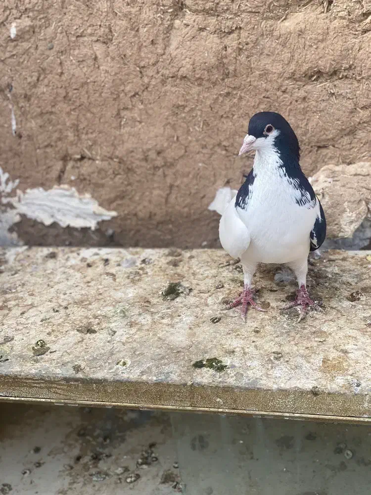 سیاه پوش پرنده کبوتر|پرنده|الوند, |دیوار