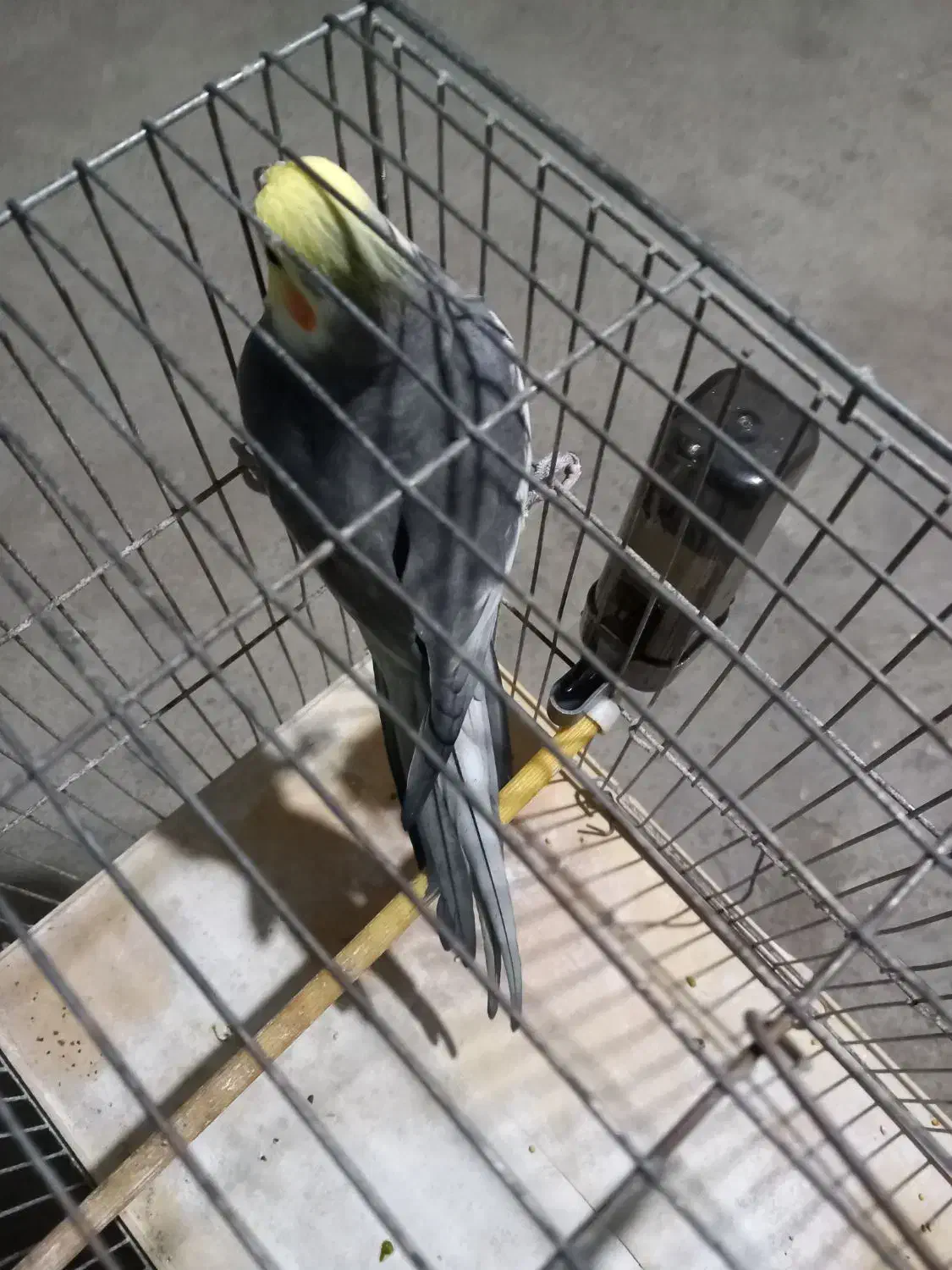 عروس هلندی نر|پرنده|نقده, |دیوار