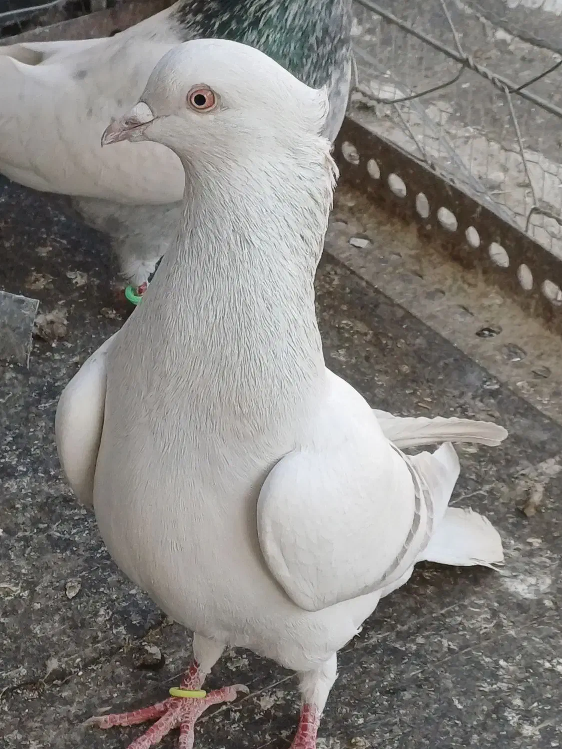 کبوتر رنگه مقبول و چند تا صید پرشی|پرنده|مشهد, دانشجو|دیوار