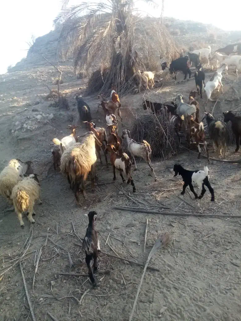 فروش بز به صورت یکجا و تکی|حیوانات مزرعه|میناب, |دیوار