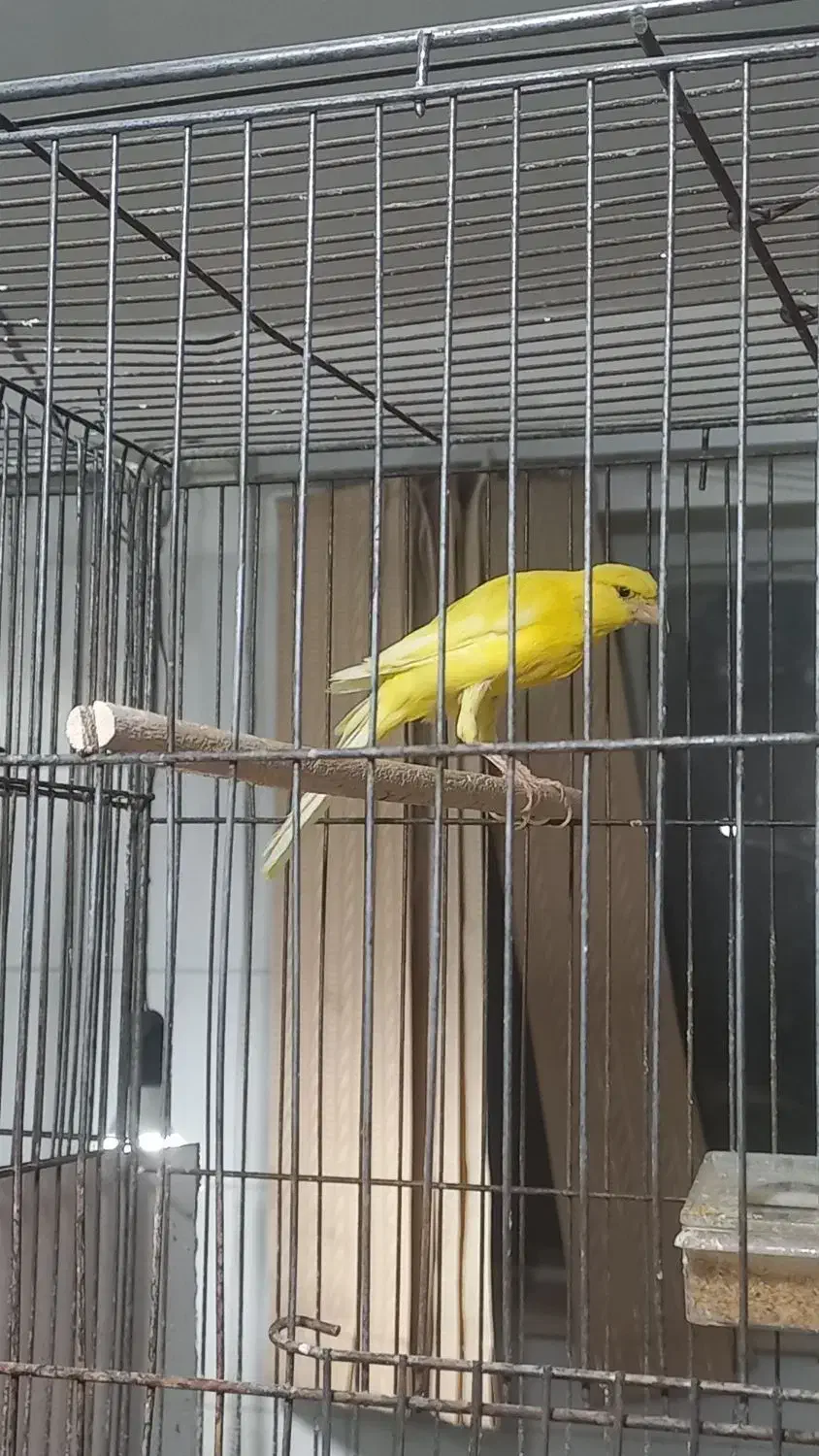 جفت قناری آماده|پرنده|اردکان, |دیوار